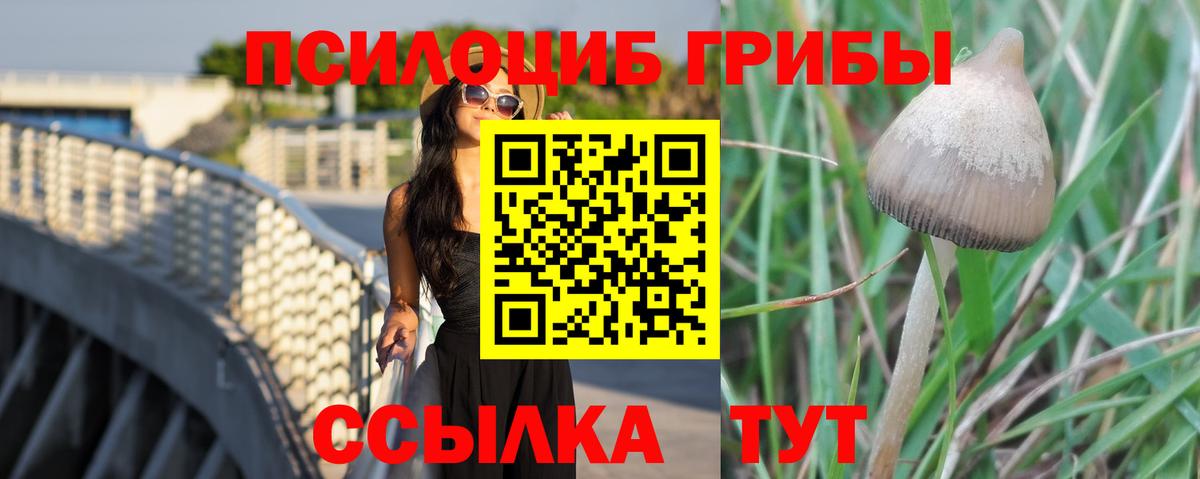 Гудермес  Псилоцибиновые грибы Cubensis  Псилоцибиновые грибы прущие грибы  Вход с VPN 